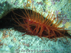 HAIRY CLAM by Andres Larraz 